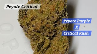 Peyote Critical | strain look 🥦| von Avaay | #strain #green #art #germany #trending