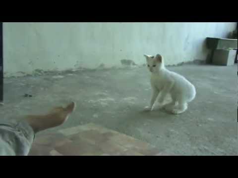 Video: Ինչպես կատու դնել դիետայի վրա