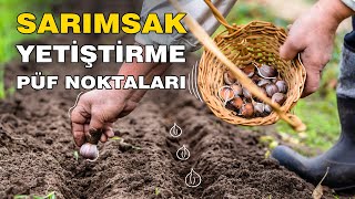 Evde Sarımsak Nasıl Yetiştirilir? Bahçeye Sarımsak Nasıl Ekilir? Resimi