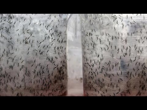 Video: Genetisch Veränderte Mücken Zur Behebung Des Dengue-Problems In Florida - Matador Network