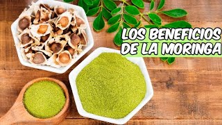 CUALES SON LOS BENEFICIOS DE LA MORINGA // COCINANDO AL ESTILLO ISABELLA