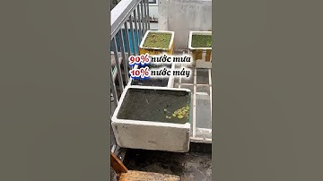 Nuôi cá bằng nước mưa? Quá khó tin. #anhnuoica #ca7mau #guppy #sivaca