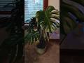 Giant Monstera Deliciosa growth guide #plants #gardening #plant #houseplants #tutorial #tutorials