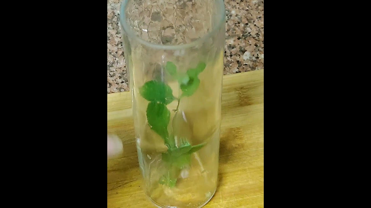 ✅sedativo natural com com efeitos imediato ☕🕐😴