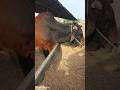 VL Rojo apochi N-13 Brahaman #Americanbrahaman#cowfarming #lifeisbutadream #viralvideo #bull