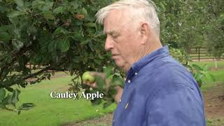 Apples, Apples and More Apples | Fit to Eat Short | MPB