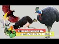 7 Burung Asli Indonesia Jadi INCARAN DUNIA