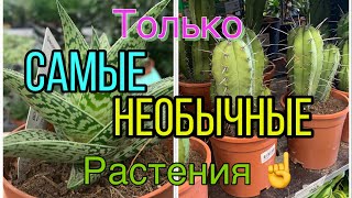 РАСТЕНИЯ только САМЫЕ НЕОБЫЧНЫЕ! Нашла кое-что особенное…(март 2024)