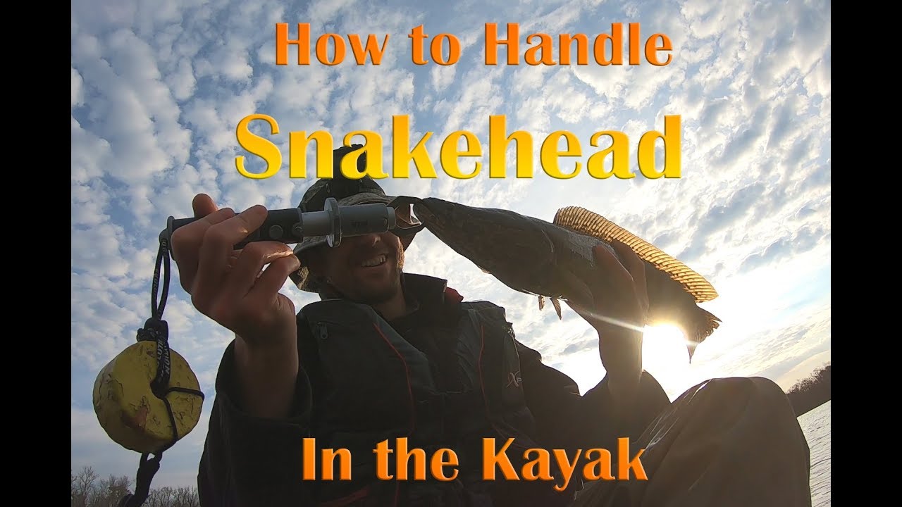 How to Handle Snakeheads in the Kayak: Catch and Release Edition - YouTube