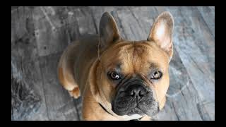 Should French Bulldogs Eat Grain Free Food? The Truth You Need to Know
