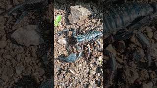 Download Lagu SCORPIO /DIKENAL DENGAN KOLO JENGKING. SENGATAN MEMATIKAN DIKALANGAN HEWAN SEJENISNY MP3