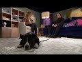 Christian och hunden Maximus räddade 15-årig flicka från att frysa ihjäl  - Malou Efter tio (TV4)