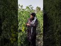 5 KG Tomatoes on a Single branch 😱 | Amazing Hybrid indeterminate 348 Tomato Variety#shorts #farming