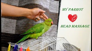 My ringneck parrot loves head massage to fall asleep!