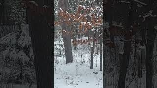 ABSURDity where are you? #poetry #letitbe #squirel #snow #wildlife #winter #livealittle #justbreathe