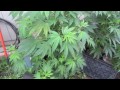 Grow Cannabis – Jorge's Garden Day 3 – by Jorge Cervantes