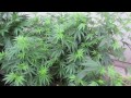 Grow Cannabis – Jorge's Garden Day 3 – by Jorge Cervantes