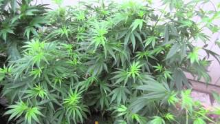 Grow Cannabis – Jorge's Garden Day 3 – by Jorge Cervantes