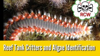 Download Lagu Reef Tank Critters and Algae Identification MP3 Download Lagu Reef Tank Critters and Algae Identification MP3