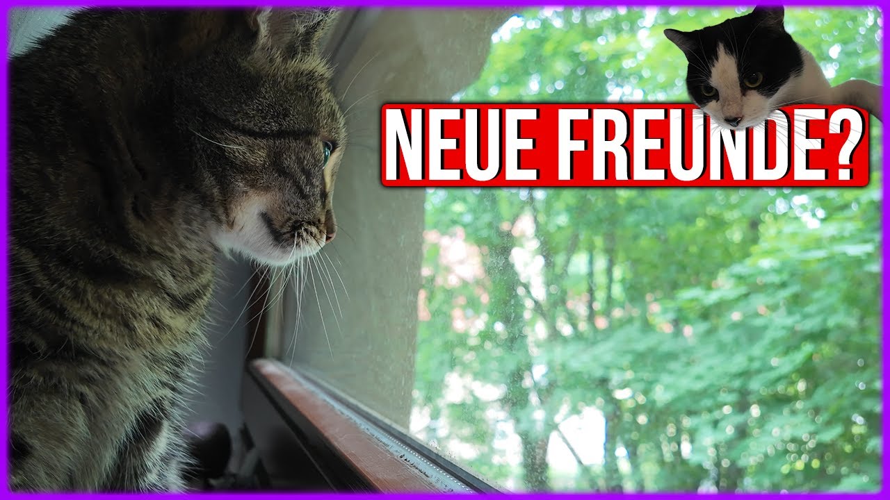 Katze findet neue Freunde 🕷️😹