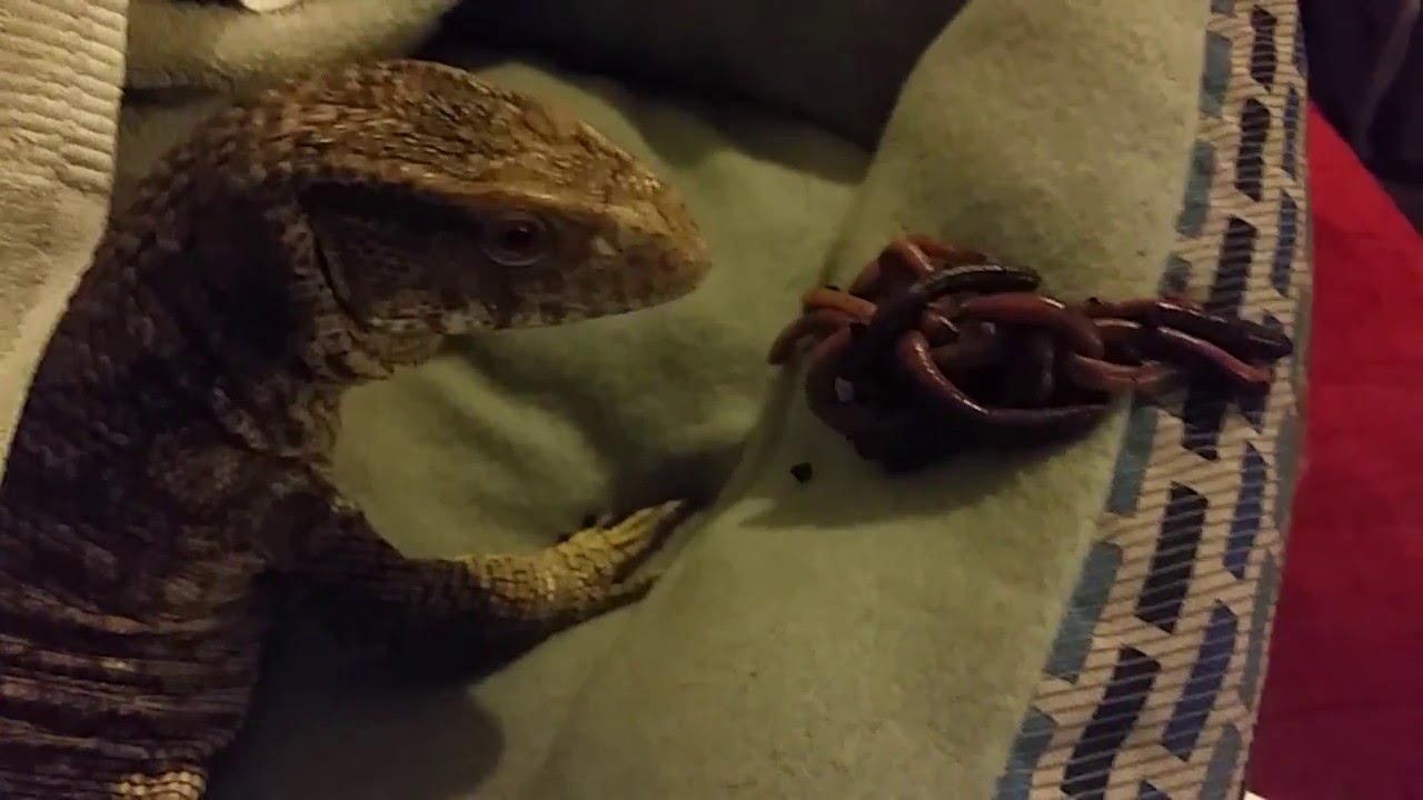 lizard skin grips Sharptooth Eats Pile of Worms