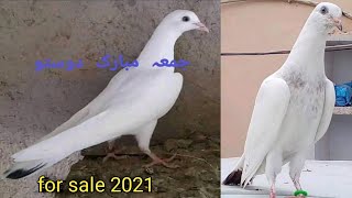 Chatri Wale Kabootar Baby Pigeon 03157082491 Whats App Faisalabad Pigeon