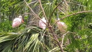 Lovely Shade of Pink on Roseate Spoonbills Preening in Trees in Rookery at Orlando Wetlands! 