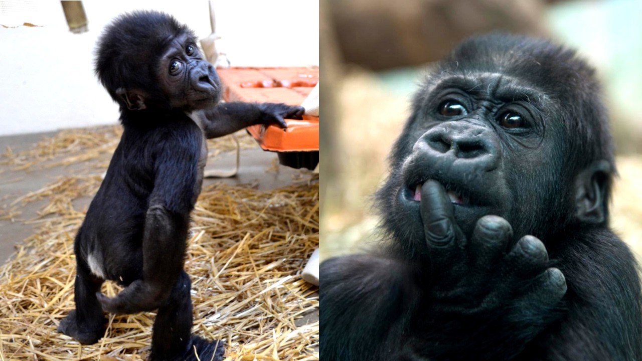 Путешествие Камины: от отказа до обретения семьи горилл