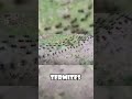 Ants vs. Termites: Unusual Truce Caught on Camera! #animals  #wildlife