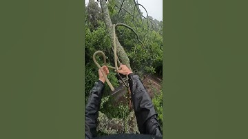 Half hitch rigging #treework #climb #knots