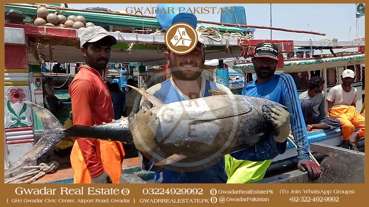 Tuna Fish in Gwadar Pakistan YouTube