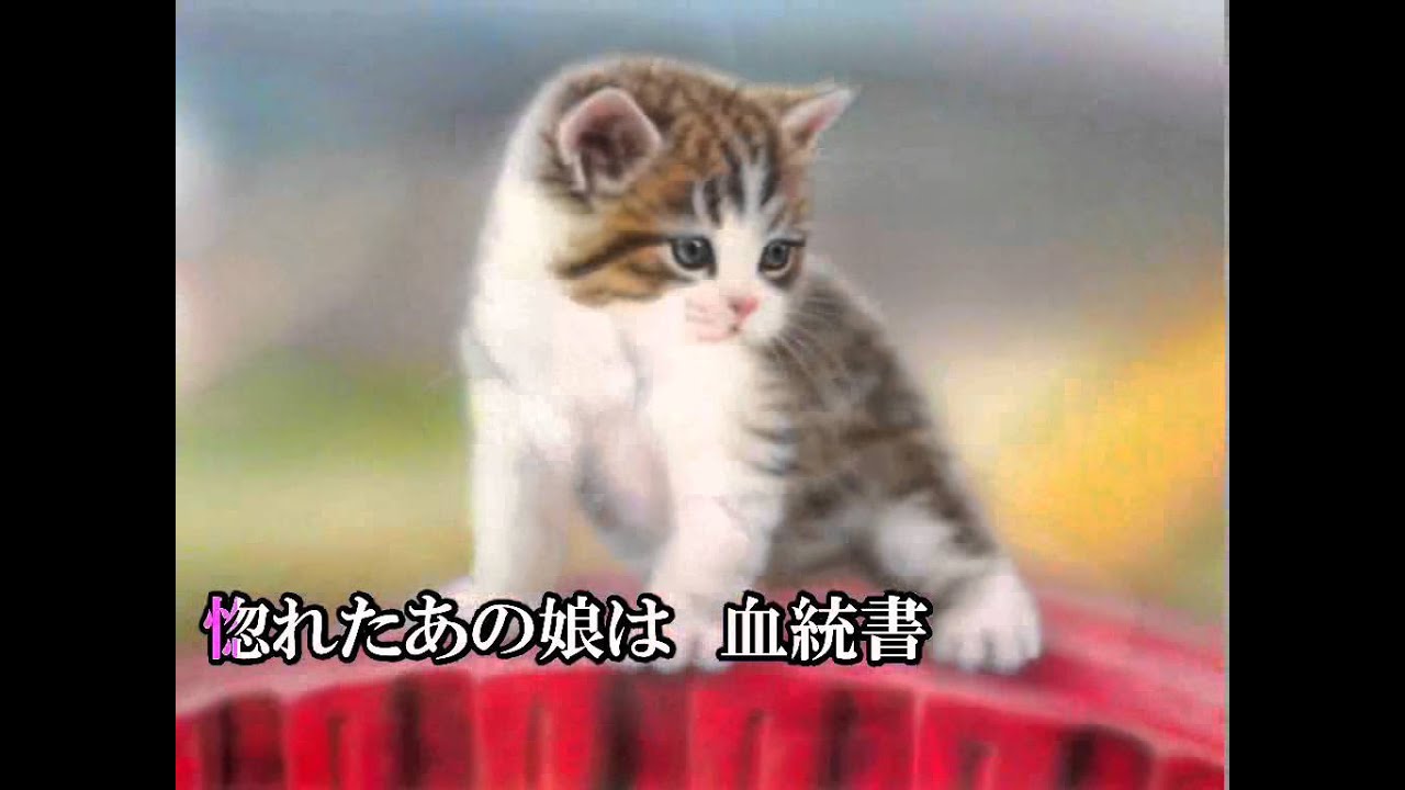 ノラ猫三度笠 （オリジナル演歌） 唄：山田さだし YouTube