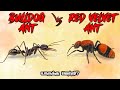 Bulldog Ant vs Red Velvet Ant in Tamil | சார்ஜன்ட் எறும்பு vs வெல்வெட் எறும்பு | savage point