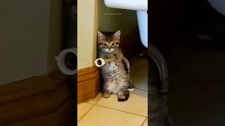 Funny Cats 😂 Episode 277 #Shorts