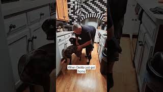 Happy to see Daddy after work #dog #canecorso #doglover #furbabies #cutedog #fyp #viral #viralshorts