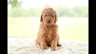 Meet these F1 Mini Goldendoodles! |  Sadie + Coopers Litter