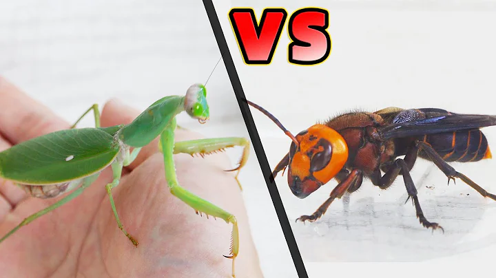 螳螂VS兇猛胡蜂，看看誰更厲害？Mantis VS Asian Giant Hornet - 天天要聞