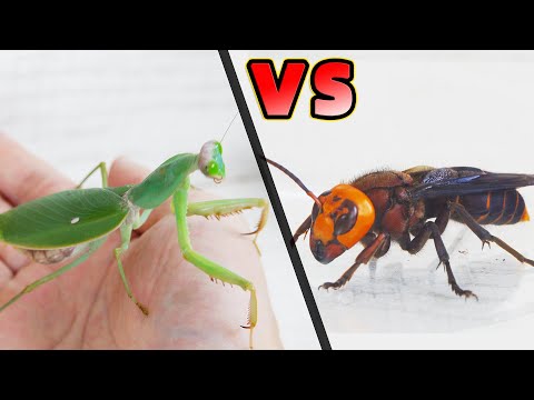 螳螂VS兇猛胡蜂，看看誰更厲害？Mantis VS Asian Giant Hornet