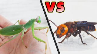 螳螂VS兇猛胡蜂，看看誰更厲害？Mantis VS Asian Giant Hornet