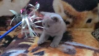 Lilac British Shorthair female kitten by nfomina 483 views 7 months ago 47 seconds