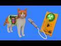 Why are cats radioactive?