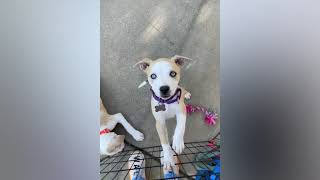 Korbel's Adoption Testimony
