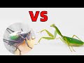 蟈蟈VS斯盾螳螂，這實力太強了！Katydid VS Praying Mantis