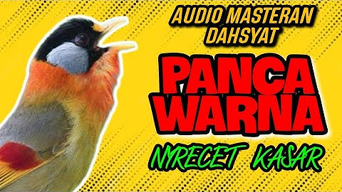 Suara Pancawarna Gacor Nyrecet Kas@r Untuk Masteran Murai Batu, Cucak Ijo, Kacer dll