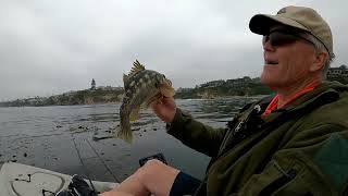 Kayak Fishing NewPort Coast Kelp - Calico, Sheephead, Barracuda