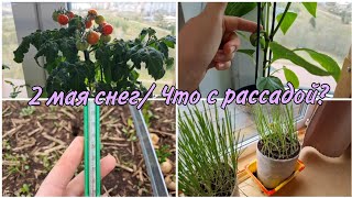 2 мая/Показываю рассаду🌱/Приехали на дачу спасать ранние посадки❄️#киров #любимаядача #садогород