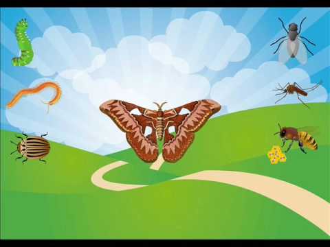 Video: Blahodárný Hmyz Na Zahradě (část 2)