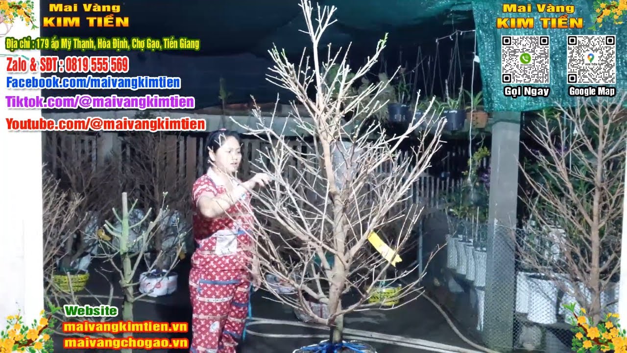 Mai Vàng Nhiều Nụ Đón Tết Bao Ship Toàn Quốc - Mai Vàng Kim Tiền Chợ Gạo