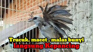Trucuk macet diam langsung nyaut di pancing suara trucukan gacor agar bunyi jadikan trucukan gacor