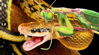 This Is Why Snakes Are Afraid of Mantises